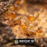 Mick's Termite Treatment Perth image 7